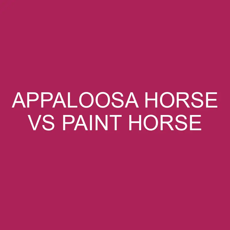 appaloosa horse vs paint horse 5773