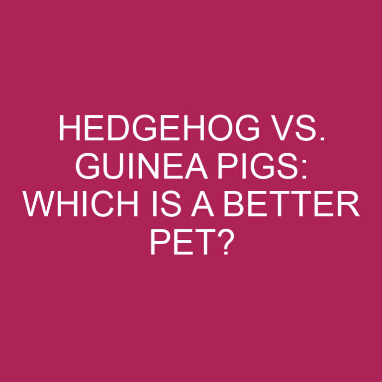 Hedgehog Vs. Guinea Pigs: Which Is a Better Pet?