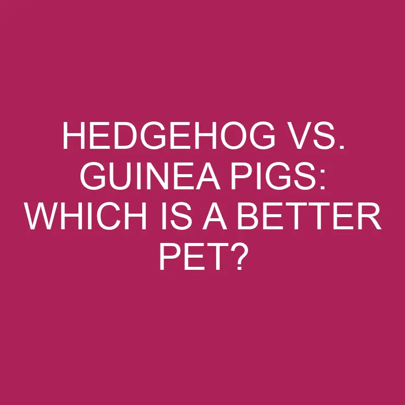 hedgehog vs guinea pigs which is a better pet 5770