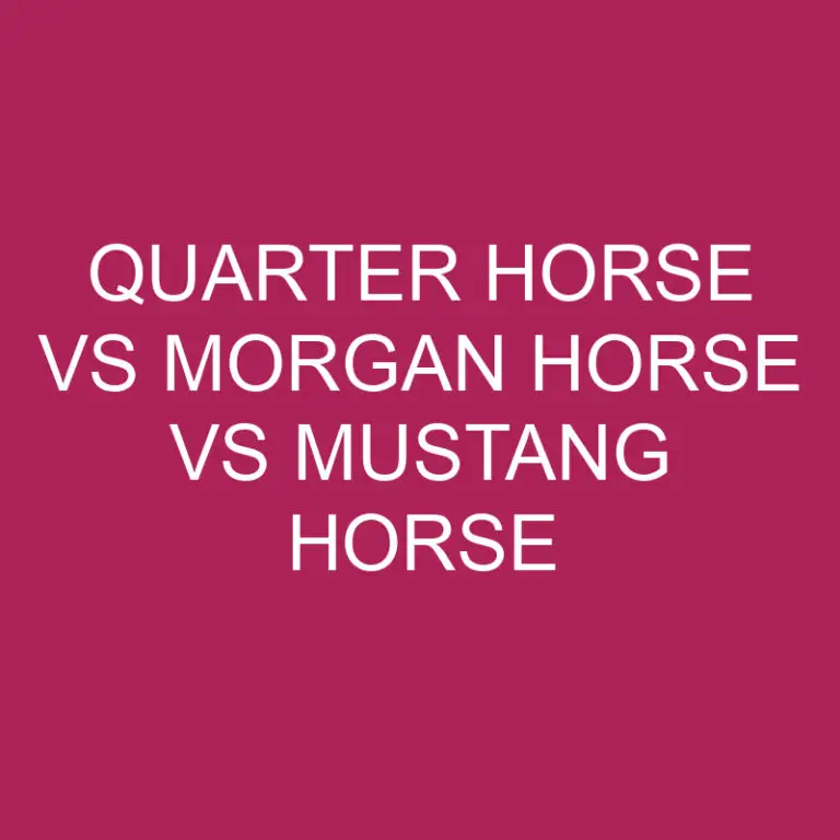 Quarter Horse Vs Morgan Horse Vs Mustang Horse