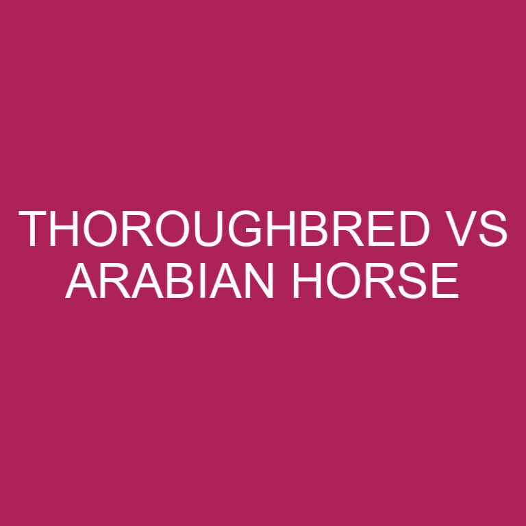 Thoroughbred Vs Arabian Horse