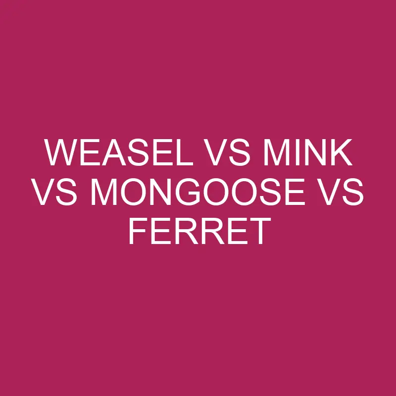 weasel vs mink vs mongoose vs ferret 5769