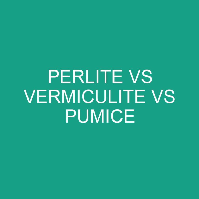 Perlite Vs Vermiculite Vs Pumice Comparison