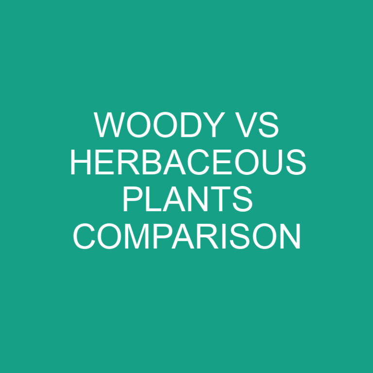 Woody vs Herbaceous Plants Comparison