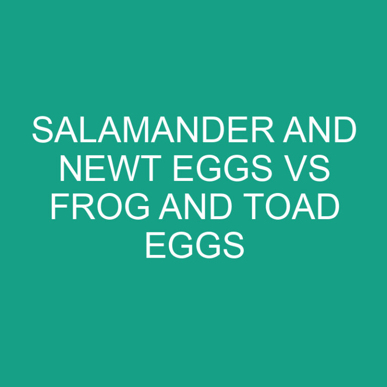 Salamander and Newt Eggs vs Frog and Toad Eggs