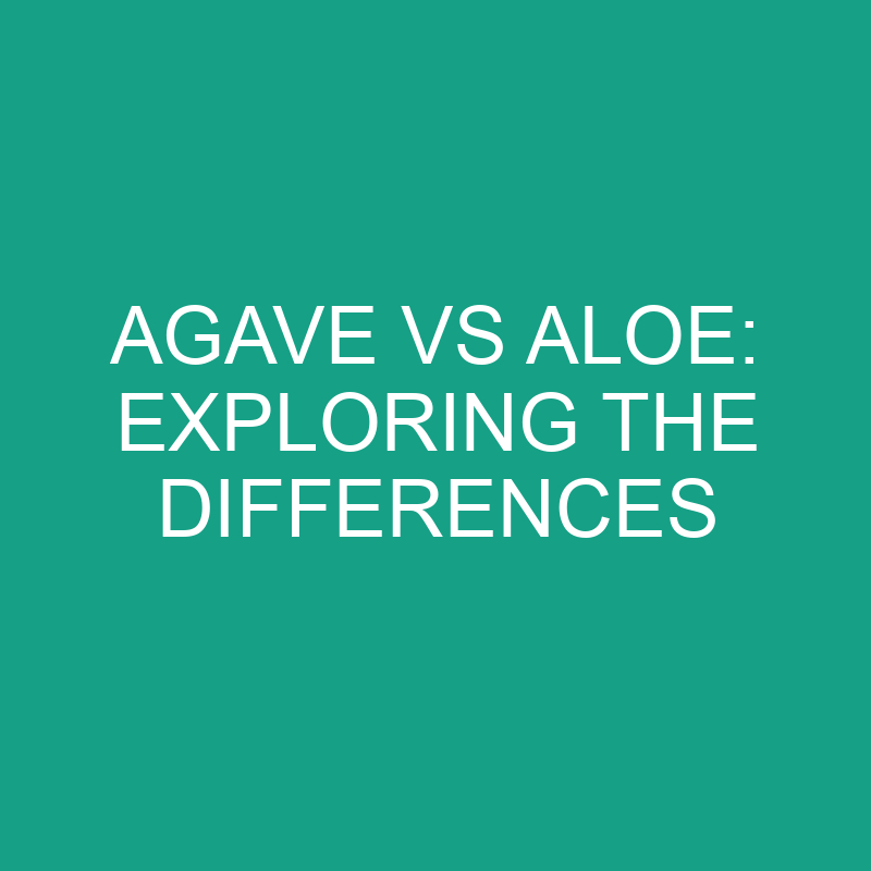 agave vs aloe exploring the differences 11831