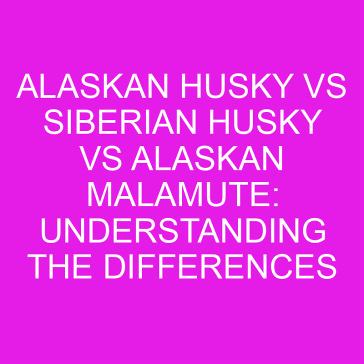 Alaskan Husky vs Siberian Husky vs Alaskan Malamute: Understanding the Differences