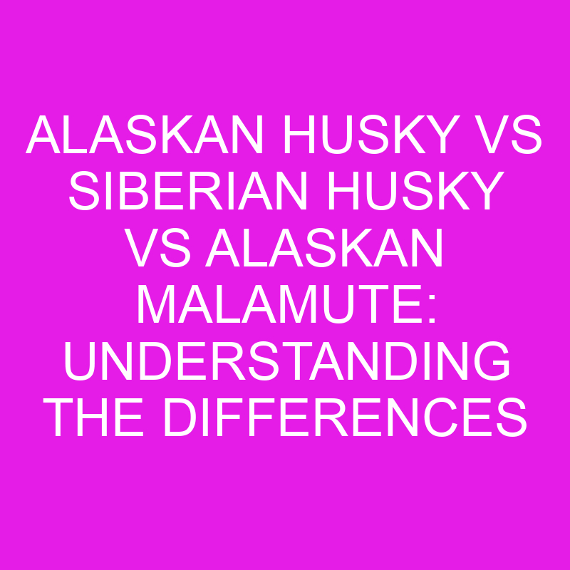 alaskan husky vs siberian husky vs alaskan malamute understanding the differences 11940