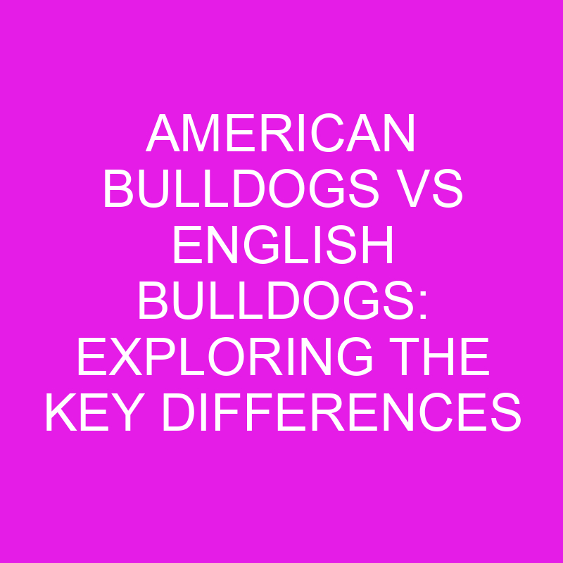 american bulldogs vs english bulldogs exploring the key differences 12004