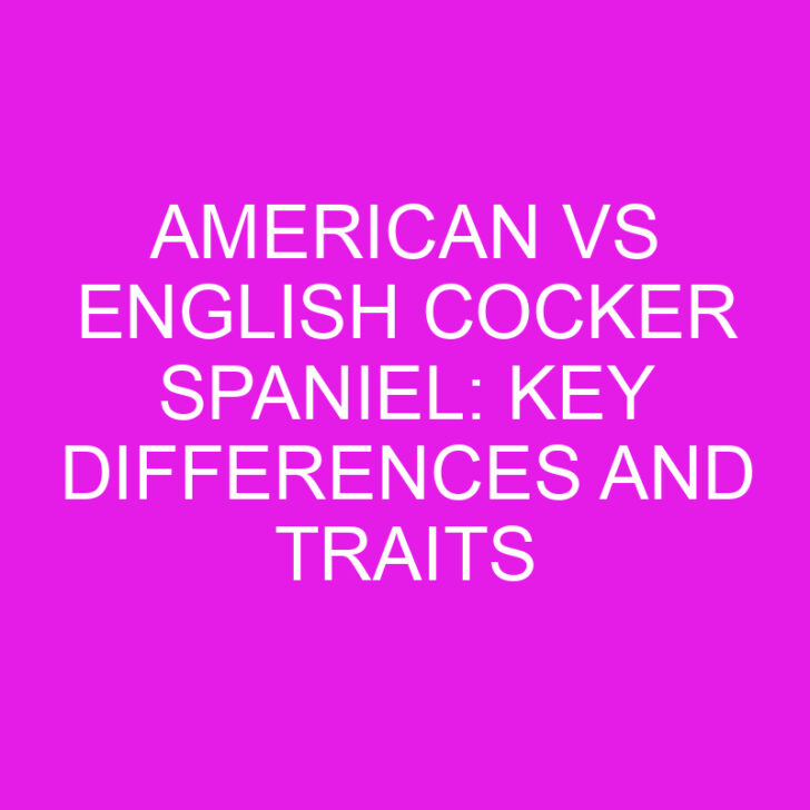American vs English Cocker Spaniel: Key Differences and Traits