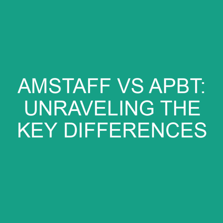 Amstaff vs APBT: Unraveling the Key Differences 4 Amstaff vs APBT: Unraveling the Key Differences