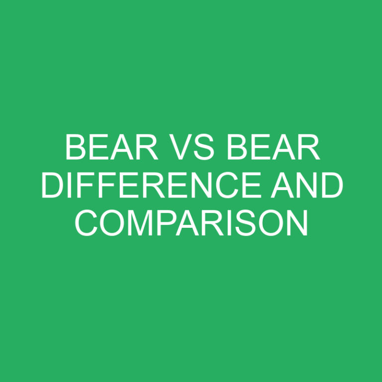 Bear Vs Bear Difference and Comparison 6 Bear Vs Bear Difference and Comparison
