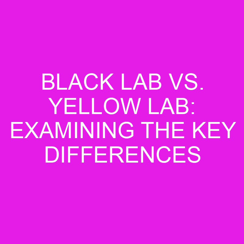 Black Lab Vs. Yellow Lab: Examining The Key Differences » Differencess