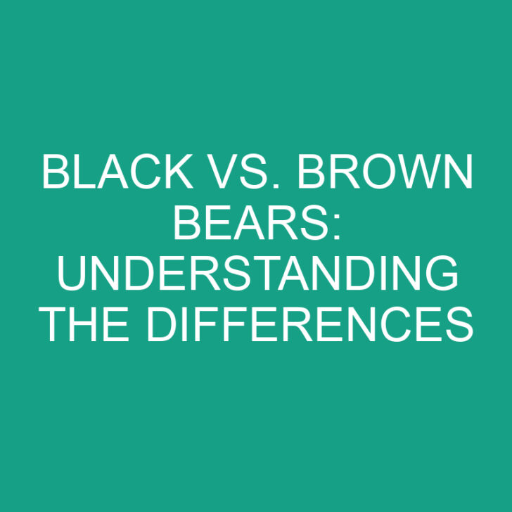Black vs. Brown Bears: Understanding the Differences