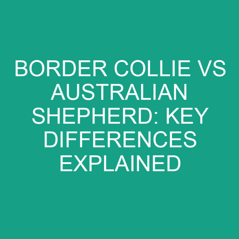 Border Collie vs Australian Shepherd: Key Differences Explained