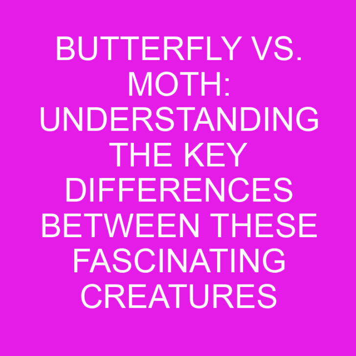 Butterfly vs. Moth: Understanding the Key Differences between These Fascinating Creatures