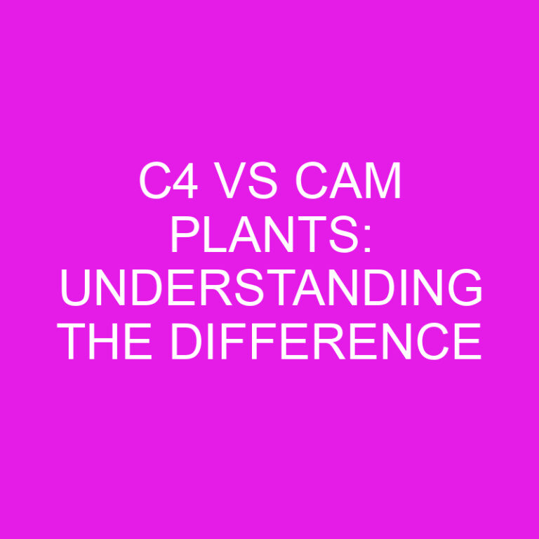 C4 vs CAM Plants: Understanding the Difference