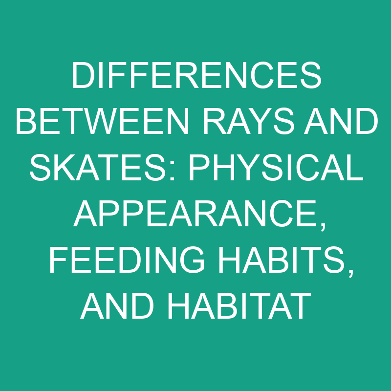 Differences Between Rays and Skates: Physical Appearance, Feeding Habits, and Habitat 1 differences between rays and skates physical appearance feeding habits and habitat 11767