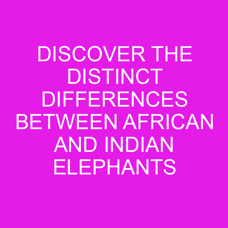 Discover the Distinct Differences Between African and Indian Elephants 1 discover the distinct differences between african and indian elephants 11963