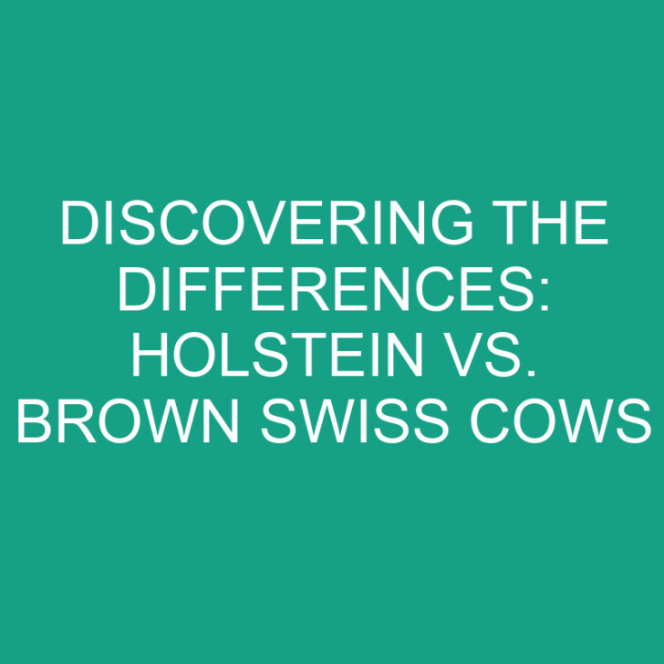 Discovering the Differences: Holstein vs. Brown Swiss Cows