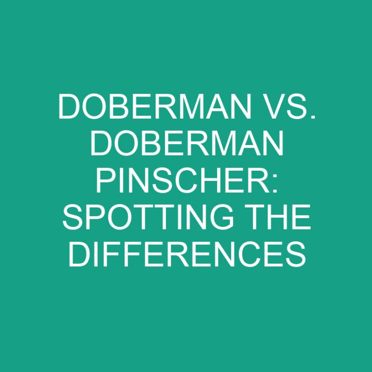 Doberman vs. Doberman Pinscher: Spotting the Differences