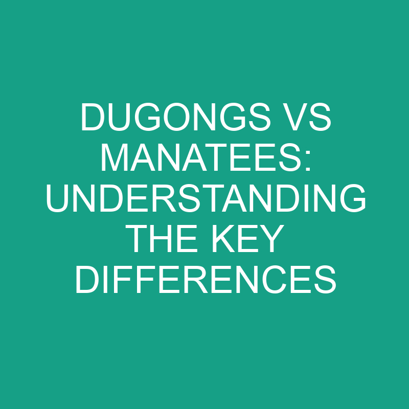 Dugongs vs Manatees: Understanding the Key Differences 1 dugongs vs manatees understanding the key differences 11862