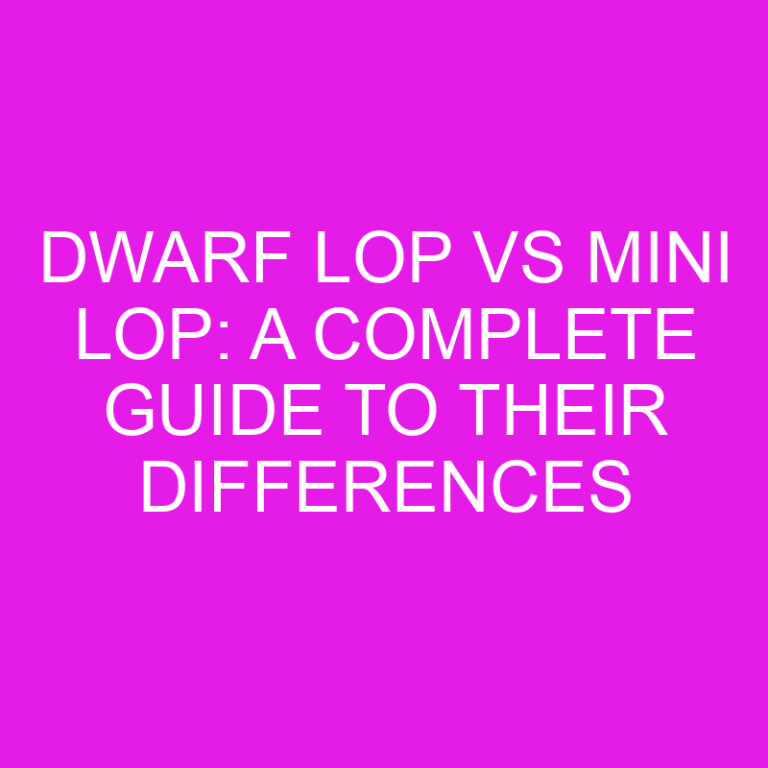 Dwarf Lop vs Mini Lop: A Complete Guide to Their Differences