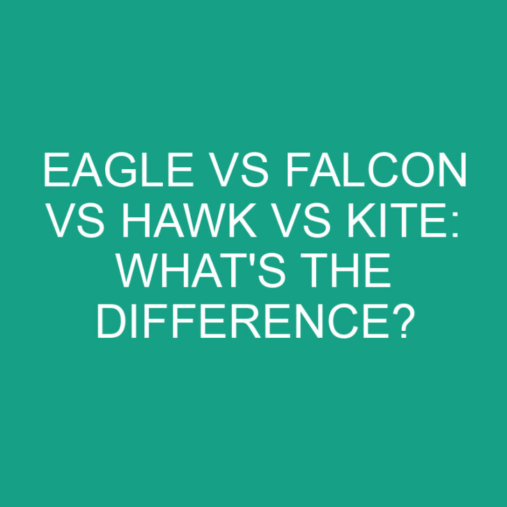 Eagle vs Falcon vs Hawk vs Kite: What’s the Difference?