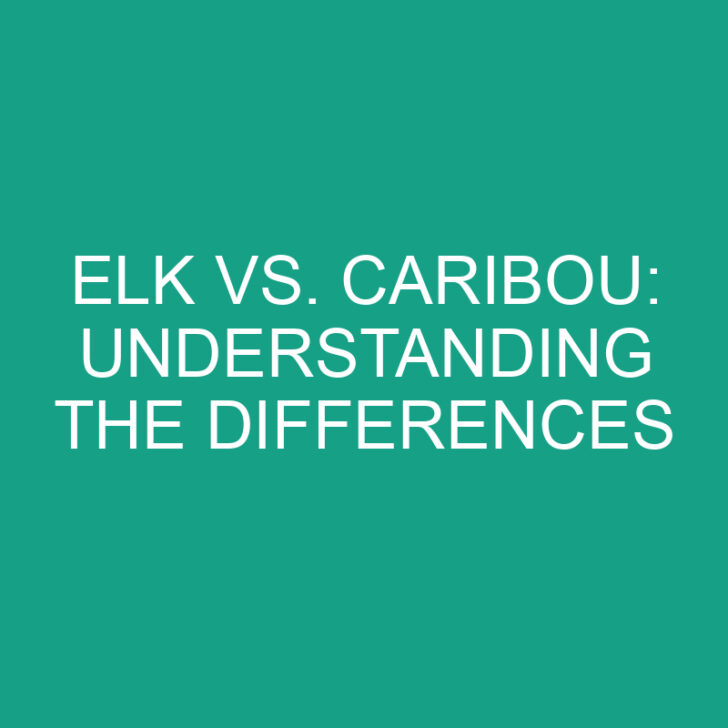 Elk vs. Caribou: Understanding the Differences