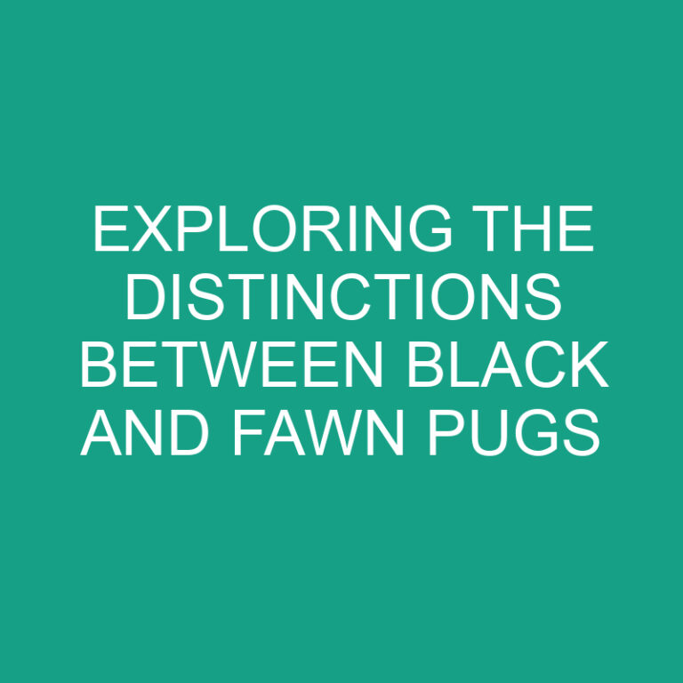 Exploring the Distinctions between Black and Fawn Pugs