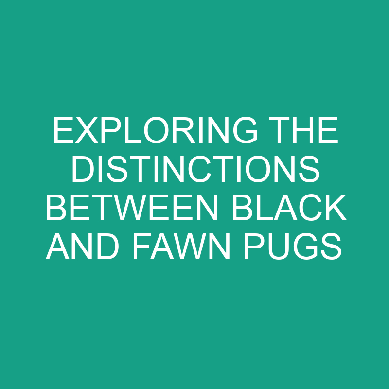 exploring the distinctions between black and fawn pugs 11844