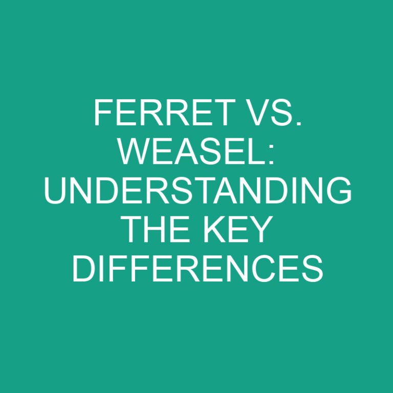 Ferret vs. Weasel: Understanding the Key Differences 7 Ferret vs. Weasel: Understanding the Key Differences