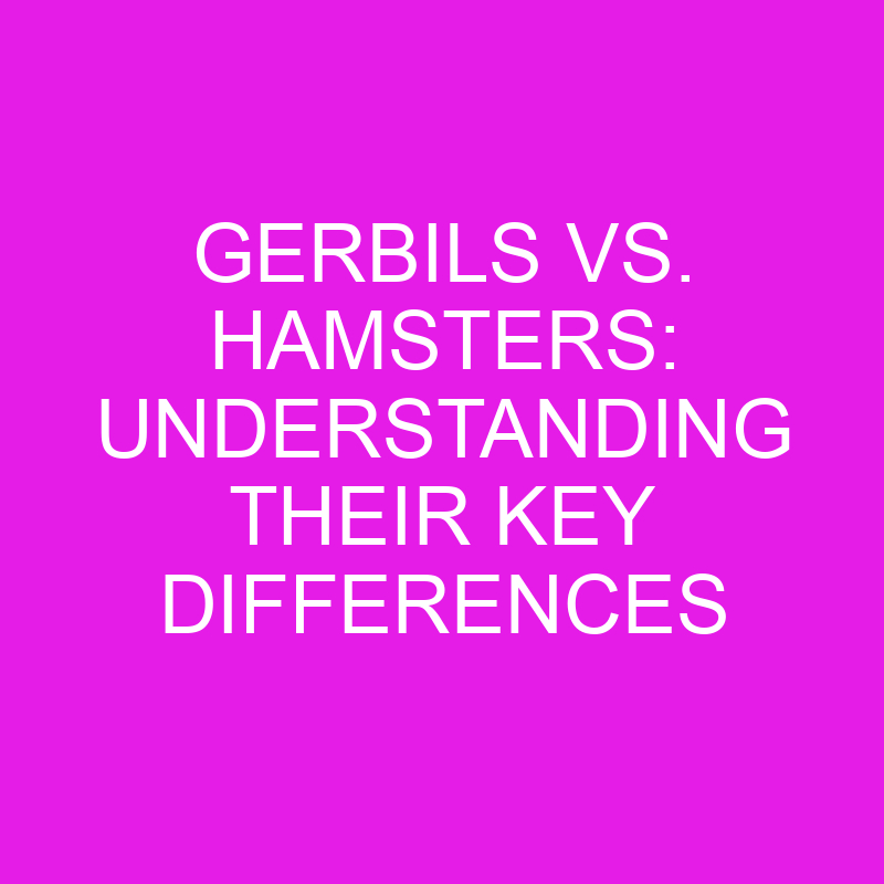 gerbils vs hamsters understanding their key differences 11923
