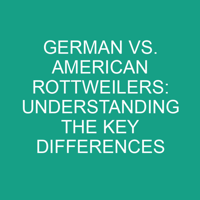 German vs. American Rottweilers: Understanding the Key Differences 4 German vs. American Rottweilers: Understanding the Key Differences