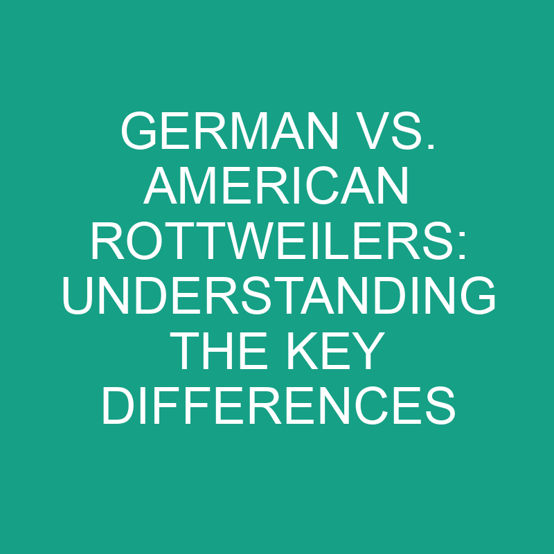 german vs american rottweilers understanding the key differences 11832