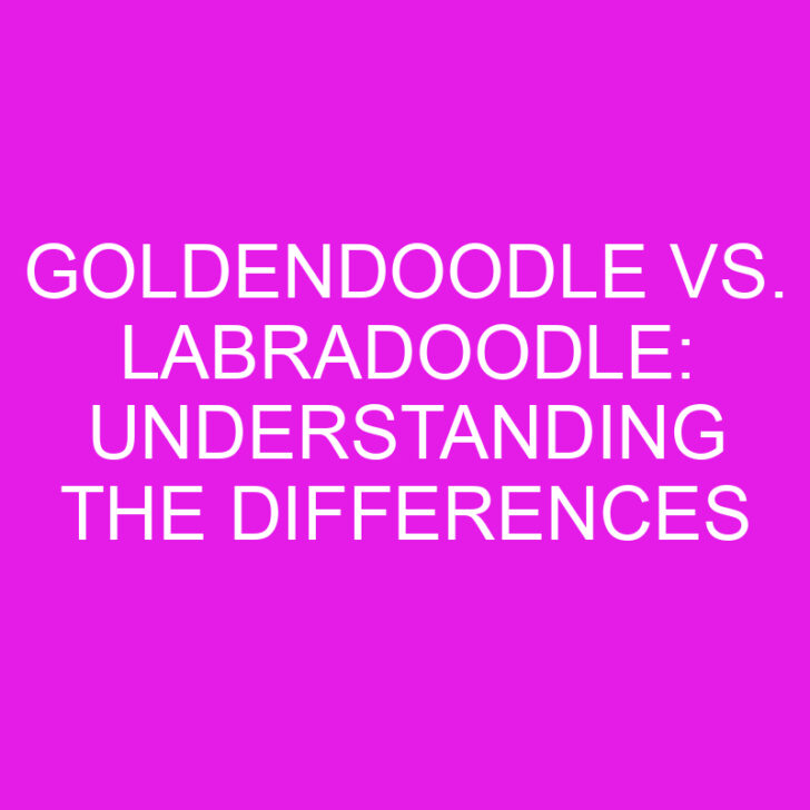 Goldendoodle vs. Labradoodle: Understanding the Differences