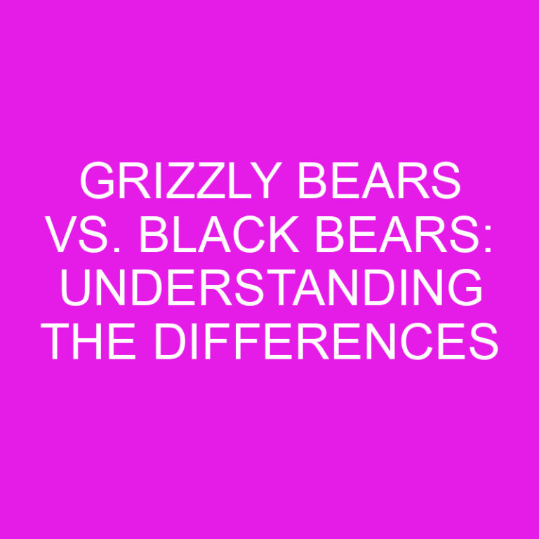Grizzly Bears vs. Black Bears: Understanding the Differences