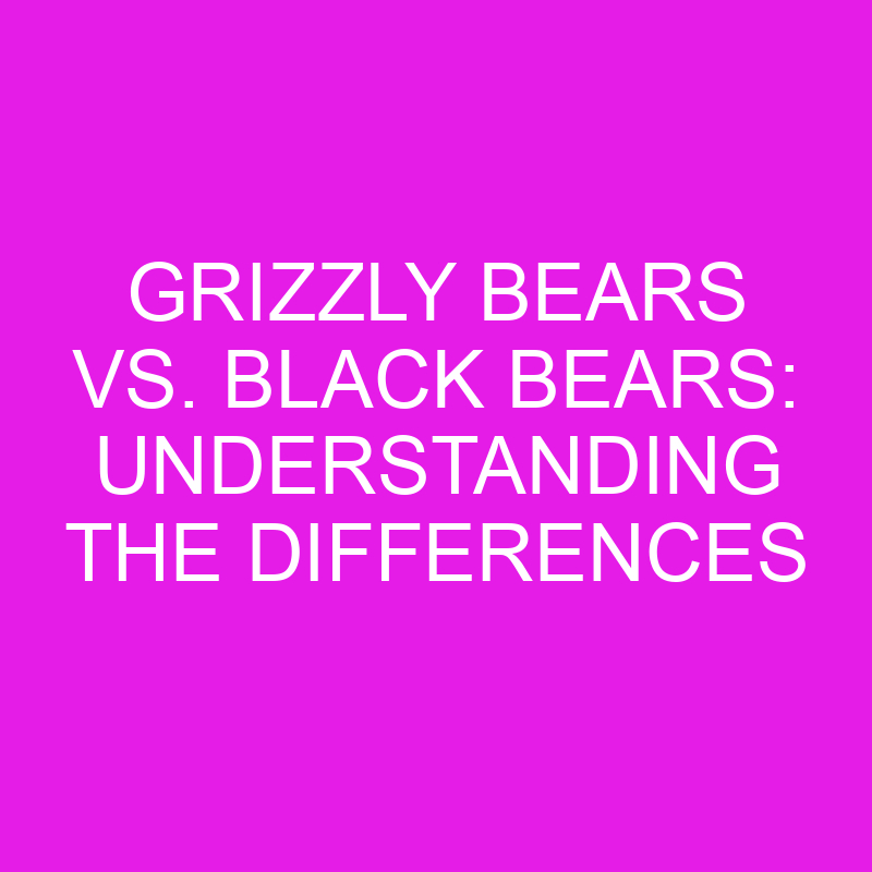 grizzly bears vs black bears understanding the differences 11893