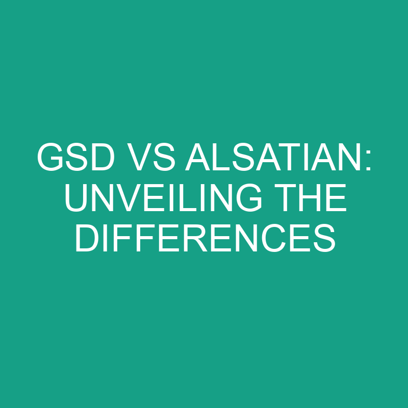 GSD vs Alsatian: Unveiling the Differences 1 gsd vs alsatian unveiling the differences 11885