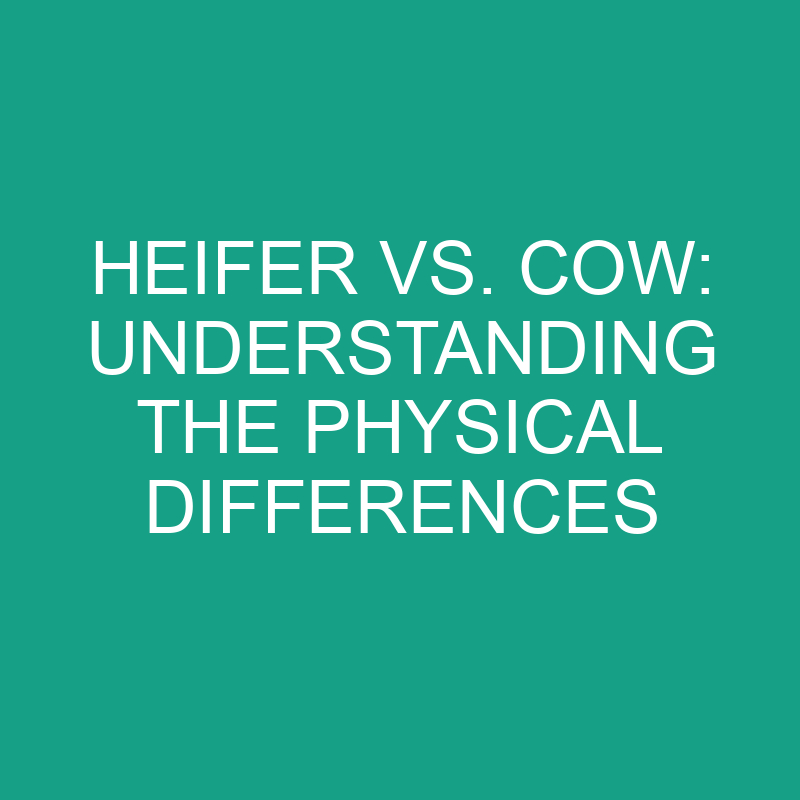 heifer vs cow understanding the physical differences 11850