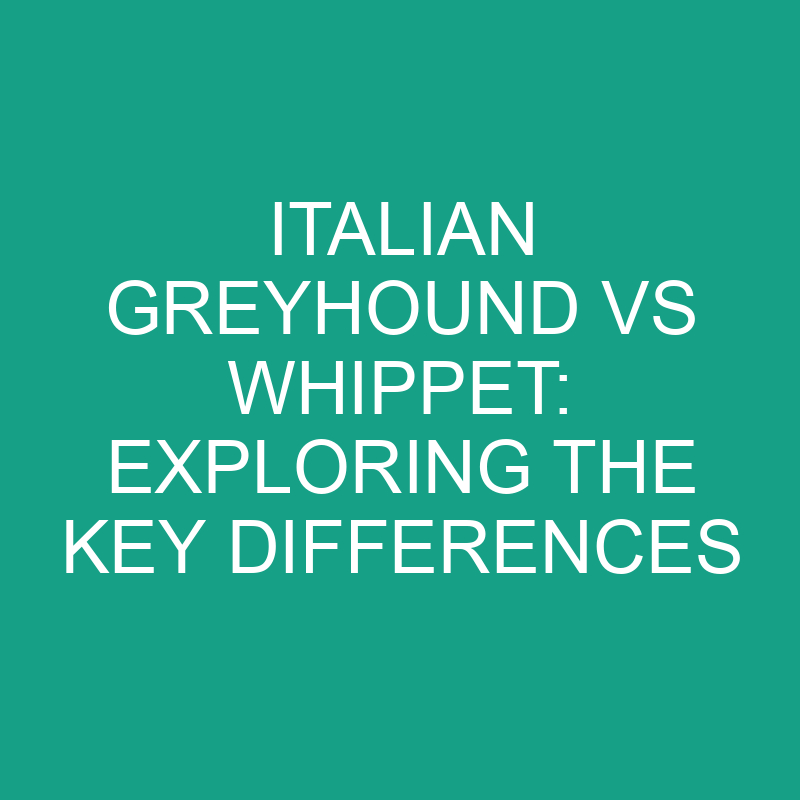 italian greyhound vs whippet exploring the key differences 11833