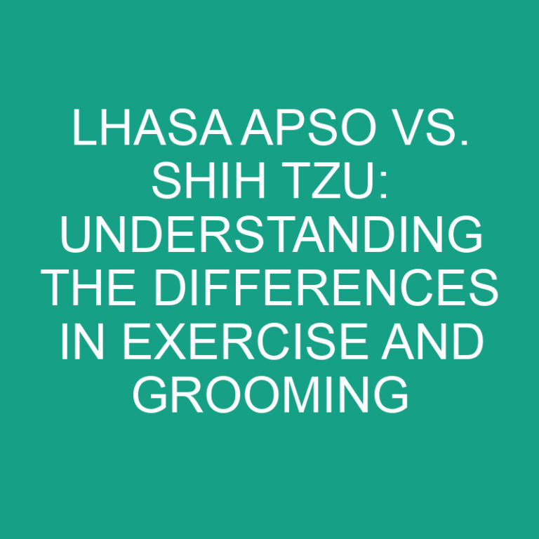 Lhasa Apso vs. Shih Tzu: Differences in Exercise and Grooming