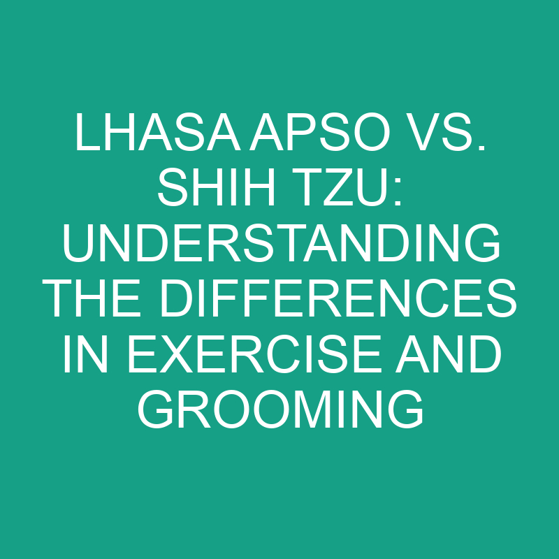 lhasa apso vs shih tzu understanding the differences in exercise and grooming 11814