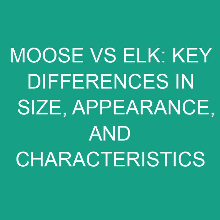 Moose vs Elk: Key Differences in Size, Appearance, and Characteristics