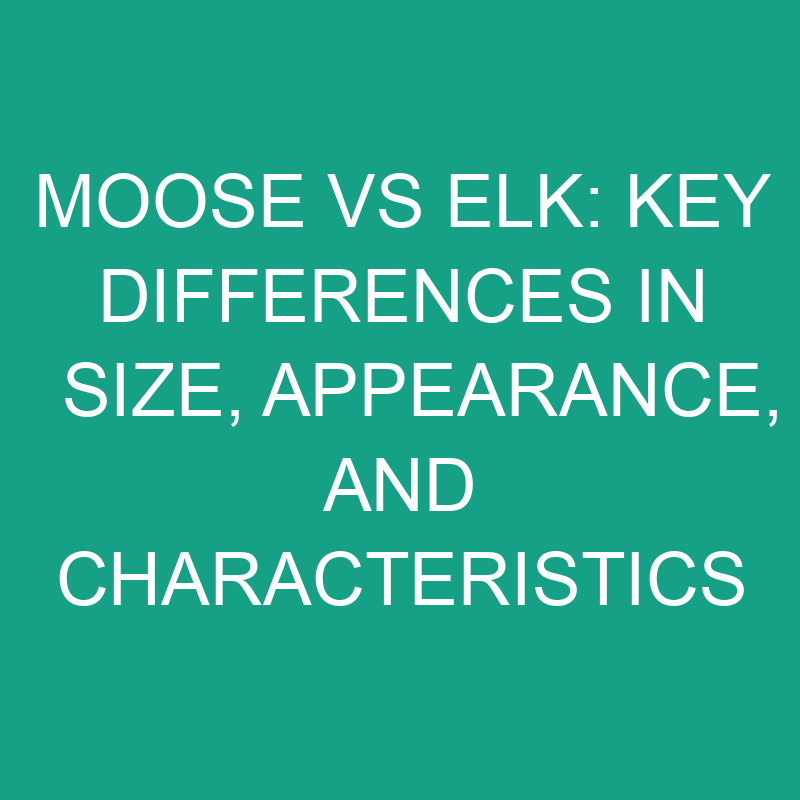Moose vs Elk: Key Differences in Size, Appearance, and Characteristics 1 moose vs elk key differences in size appearance and characteristics 11830