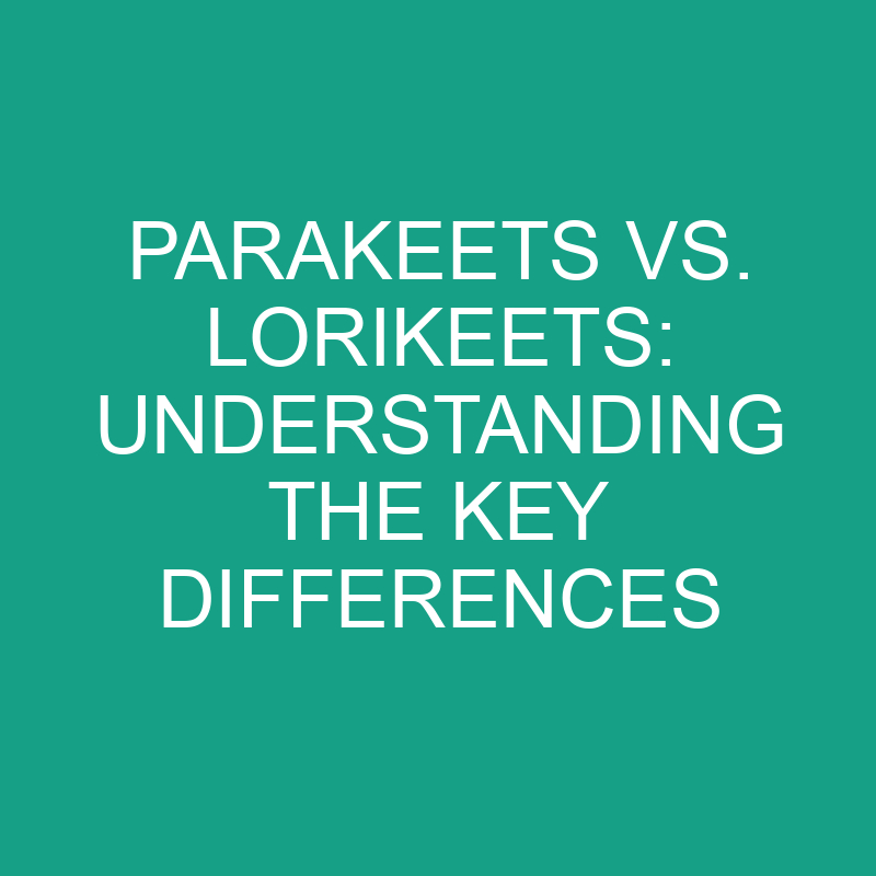 parakeets vs lorikeets understanding the key differences 11804