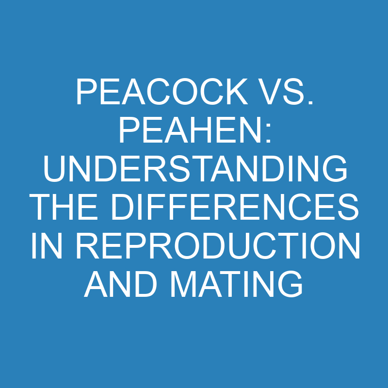 Peacock vs. Peahen: Understanding the Differences in Reproduction and Mating 1 peacock vs peahen understanding the differences in reproduction and mating 11760