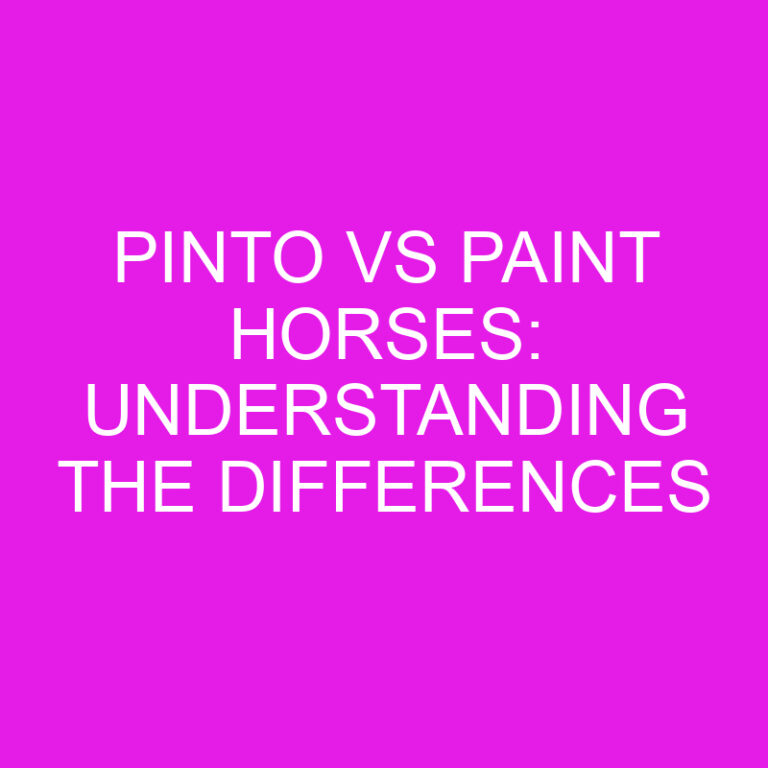 Pinto vs Paint Horses: Understanding the Differences 4 Pinto vs Paint Horses: Understanding the Differences