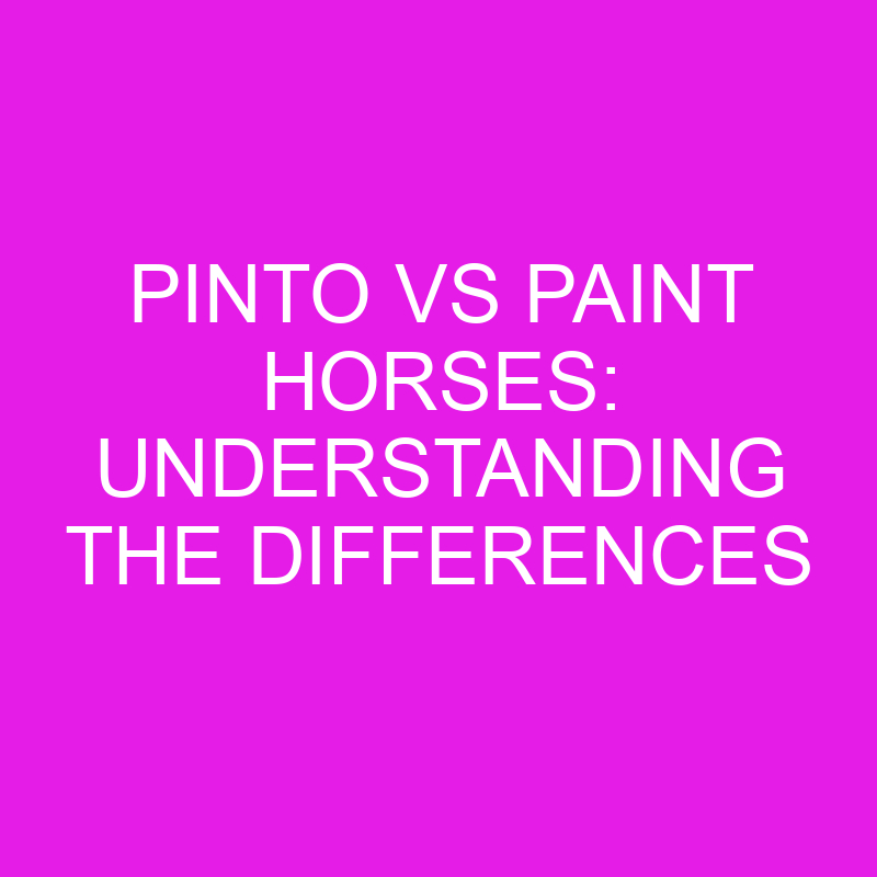 Pinto vs Paint Horses: Understanding the Differences 1 pinto vs paint horses understanding the differences 11976