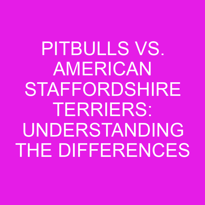 Pitbulls vs. American Staffordshire Terriers: Understanding the Differences 1 pitbulls vs american staffordshire terriers understanding the differences 11966